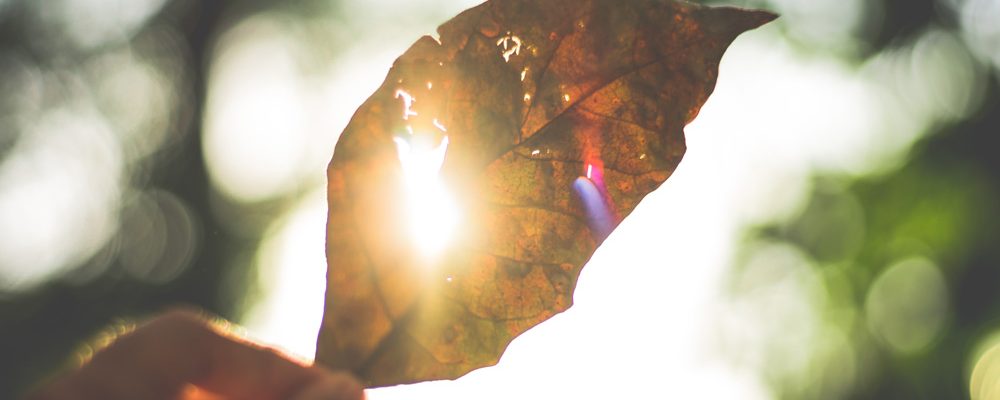 leaf-sun